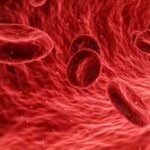 นักวิจัยสร้างแผนที่การพัฒนาเซลล์ต้นกำเนิดจากเลือดมนุษย์
